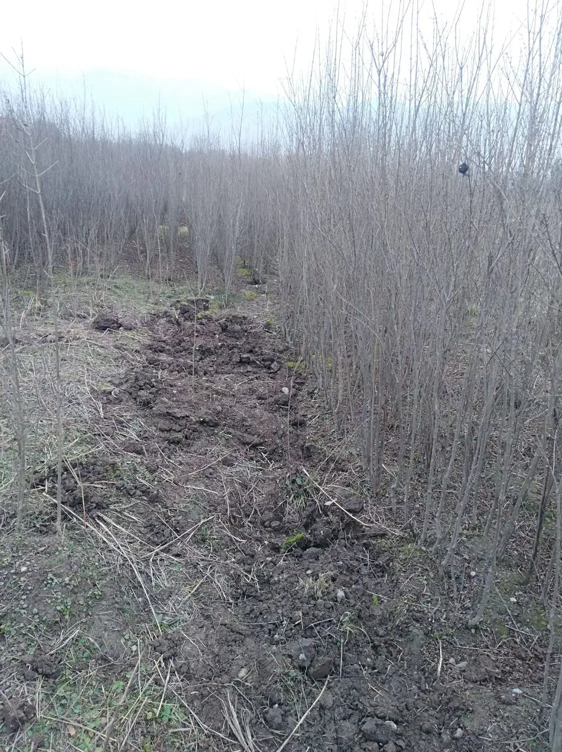 نهال انار 4 ساله|خدمات باغبانی و درختکاری|گرگان, |دیوار