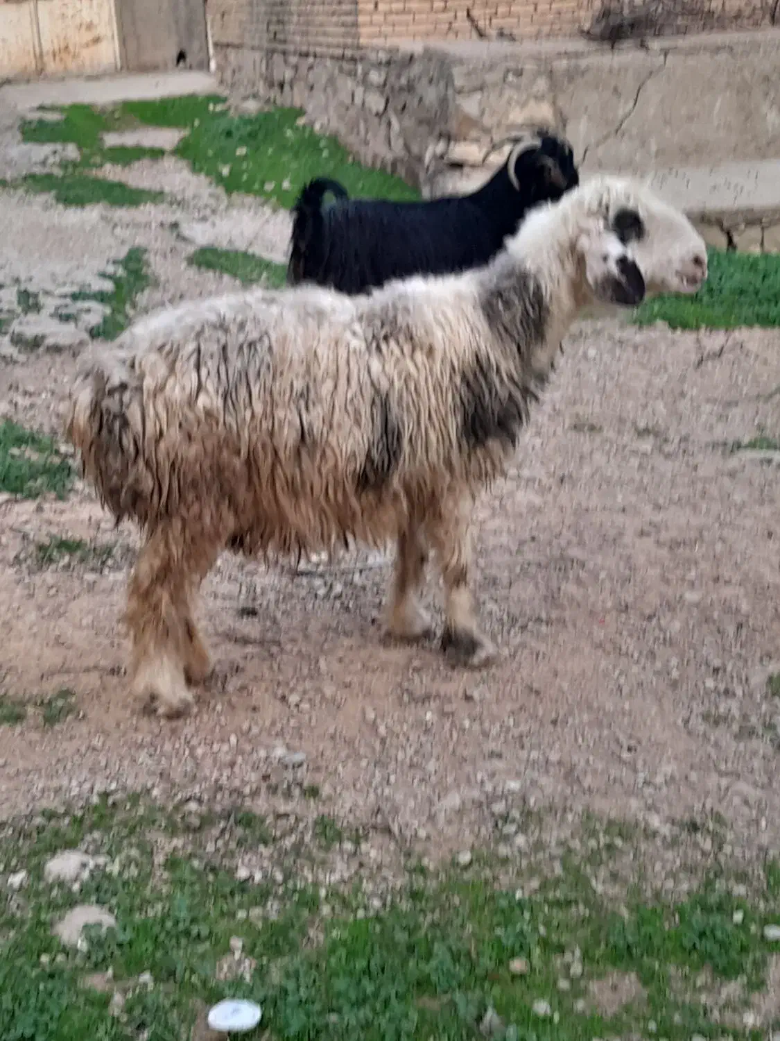 میش|حیوانات مزرعه|مسجد سلیمان, |دیوار