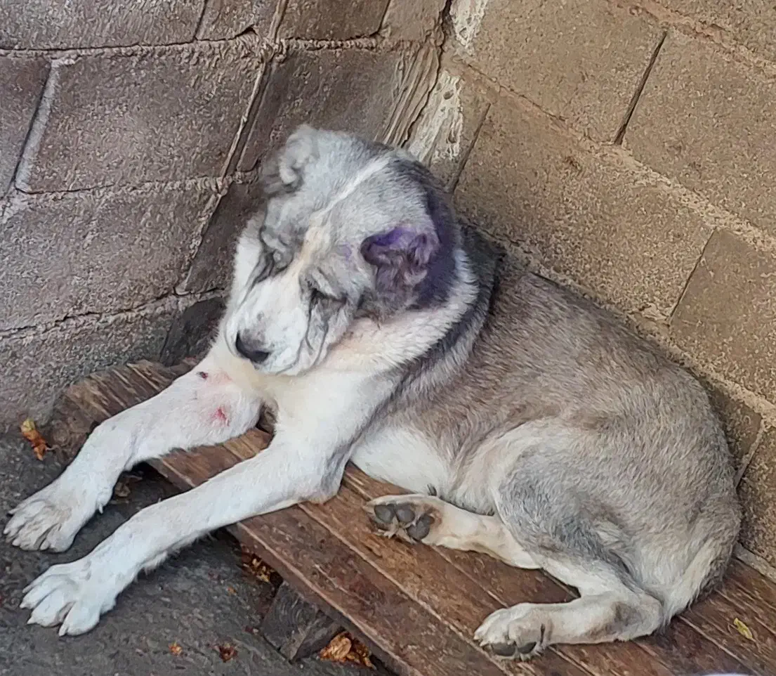 ماده الابای روس|سگ|تهران, منیریه|دیوار