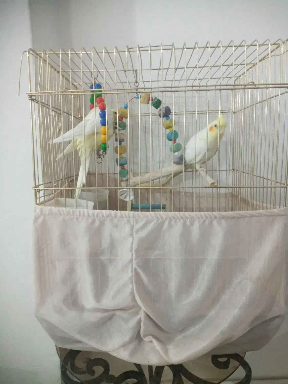 عروس هلندی البینو چش شرابی دستی|پرنده|پاکدشت, پاکدشت (مامازند)|دیوار