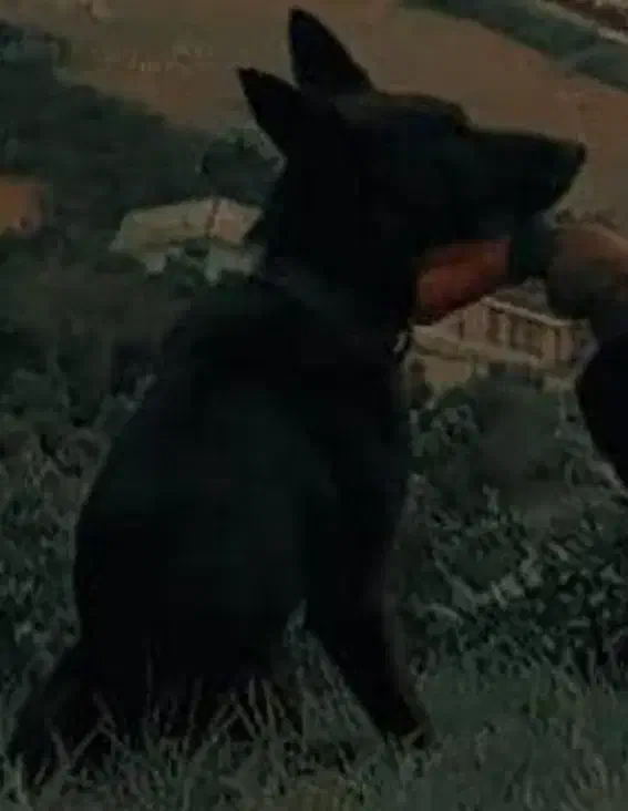 واگذار ۶ ماهشه سالم واکسن ها خورده|سگ|مرزیکلا, |دیوار