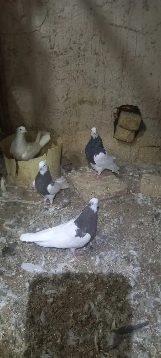 طوقی|پرنده|جرقویه, |دیوار