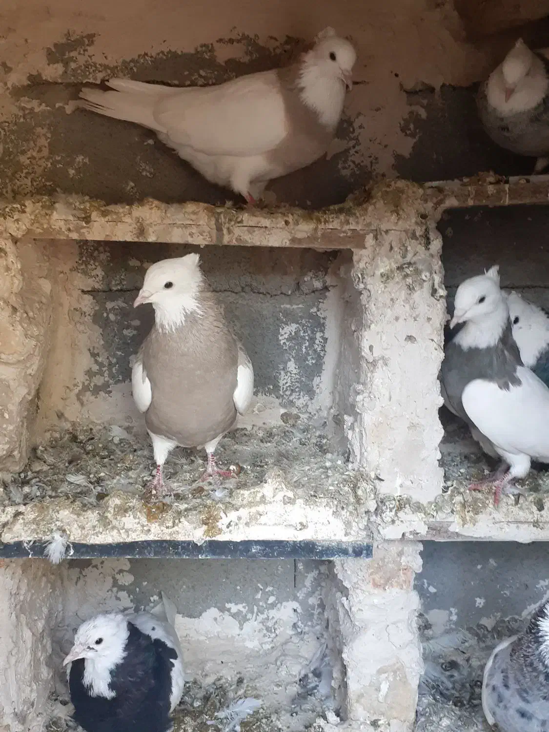 فروش کفتر طوقی|پرنده|بیلوار, |دیوار