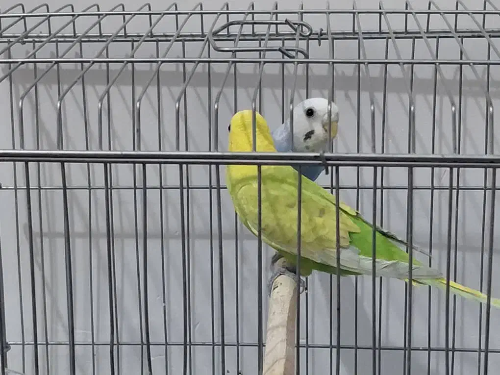 مرغ عشق|پرنده|بندر کنگان, |دیوار