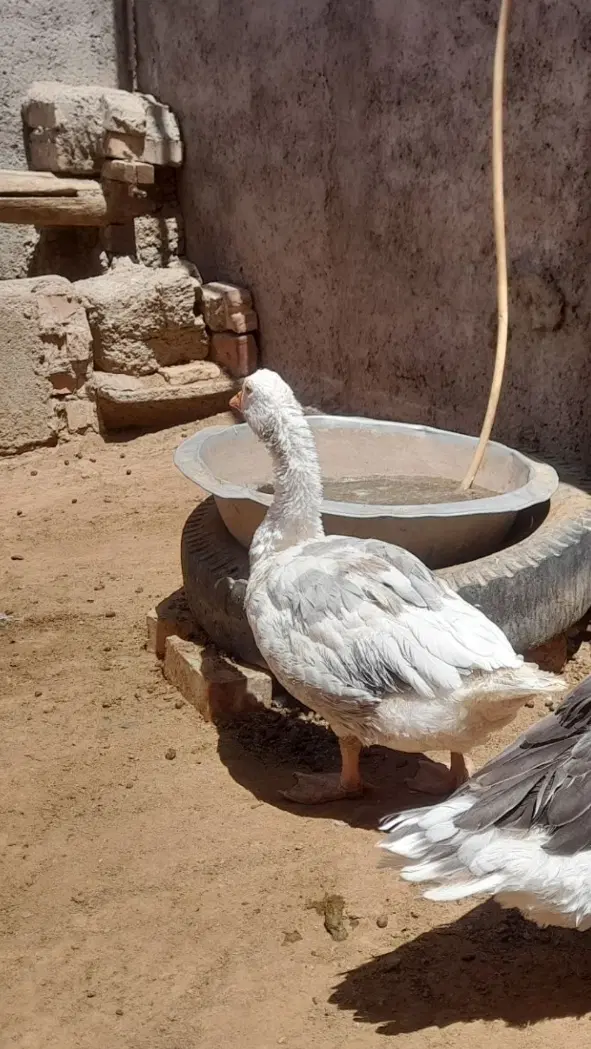 غاز|حیوانات مزرعه|نیشابور, فضل|دیوار