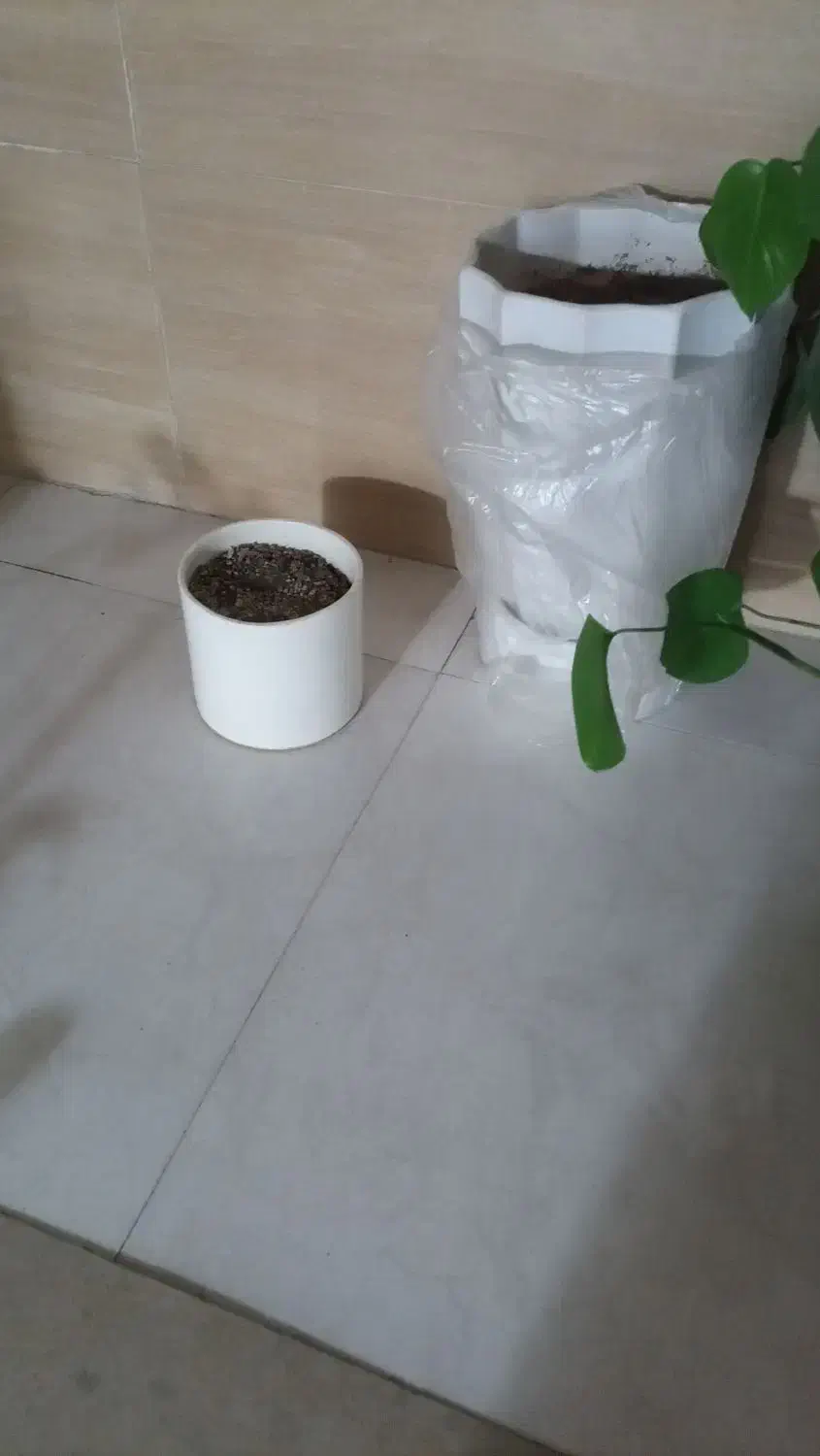 3 عدد گلدون|گل و گیاه طبیعی|باغستان, |دیوار