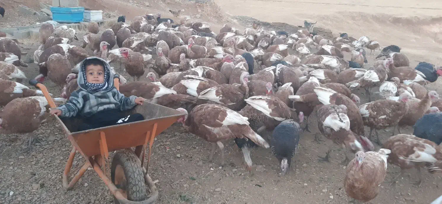 بوقلمون کرچ|حیوانات مزرعه|بانه, |دیوار