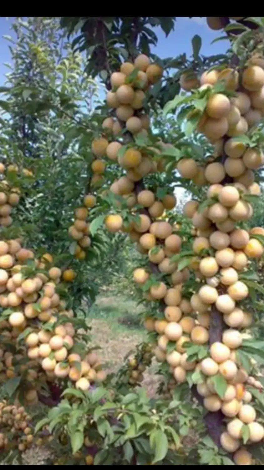 نهال های درجه یک و پر بار ضمانتی|عمده‌فروشی|میاندوآب, |دیوار