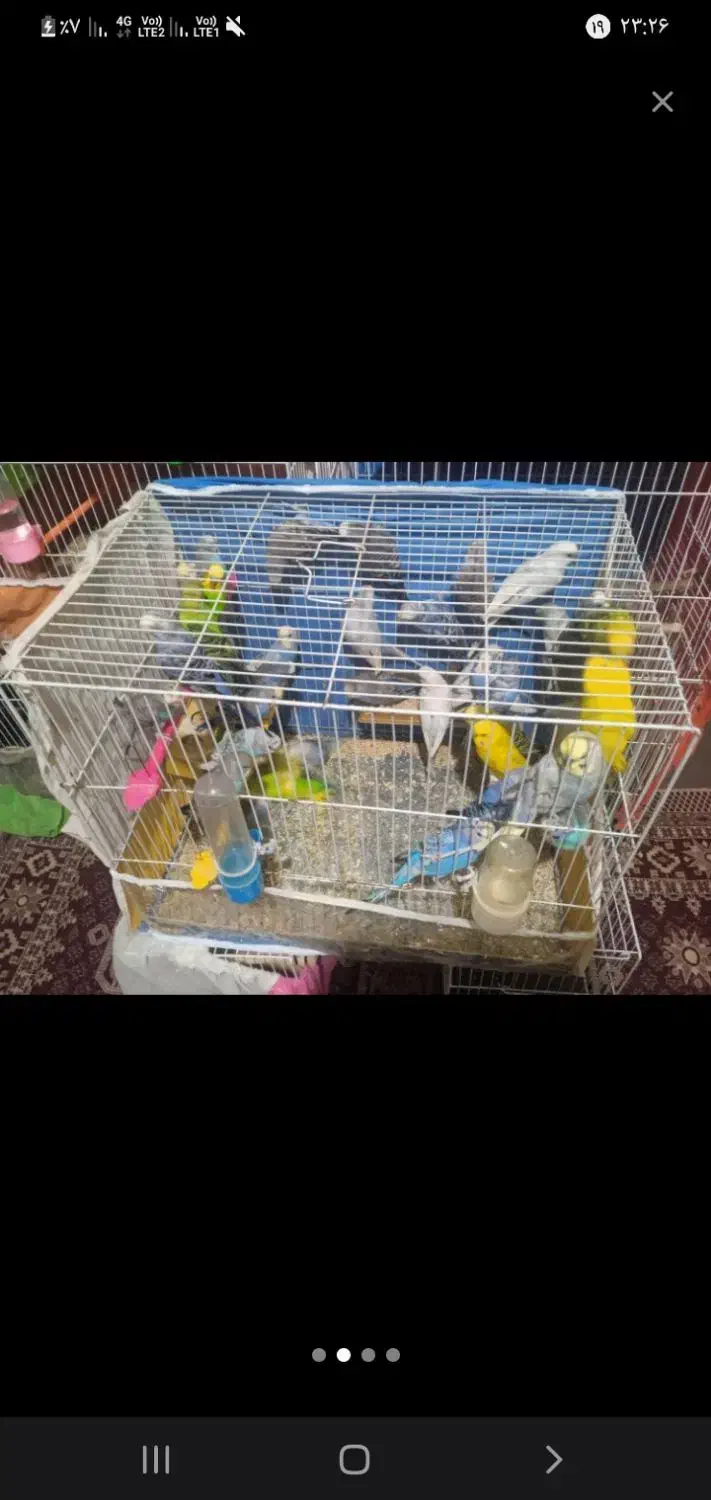 مرغ عشق فروشی و عروس هلندی مولد|پرنده|مشهد, سرافرازان|دیوار