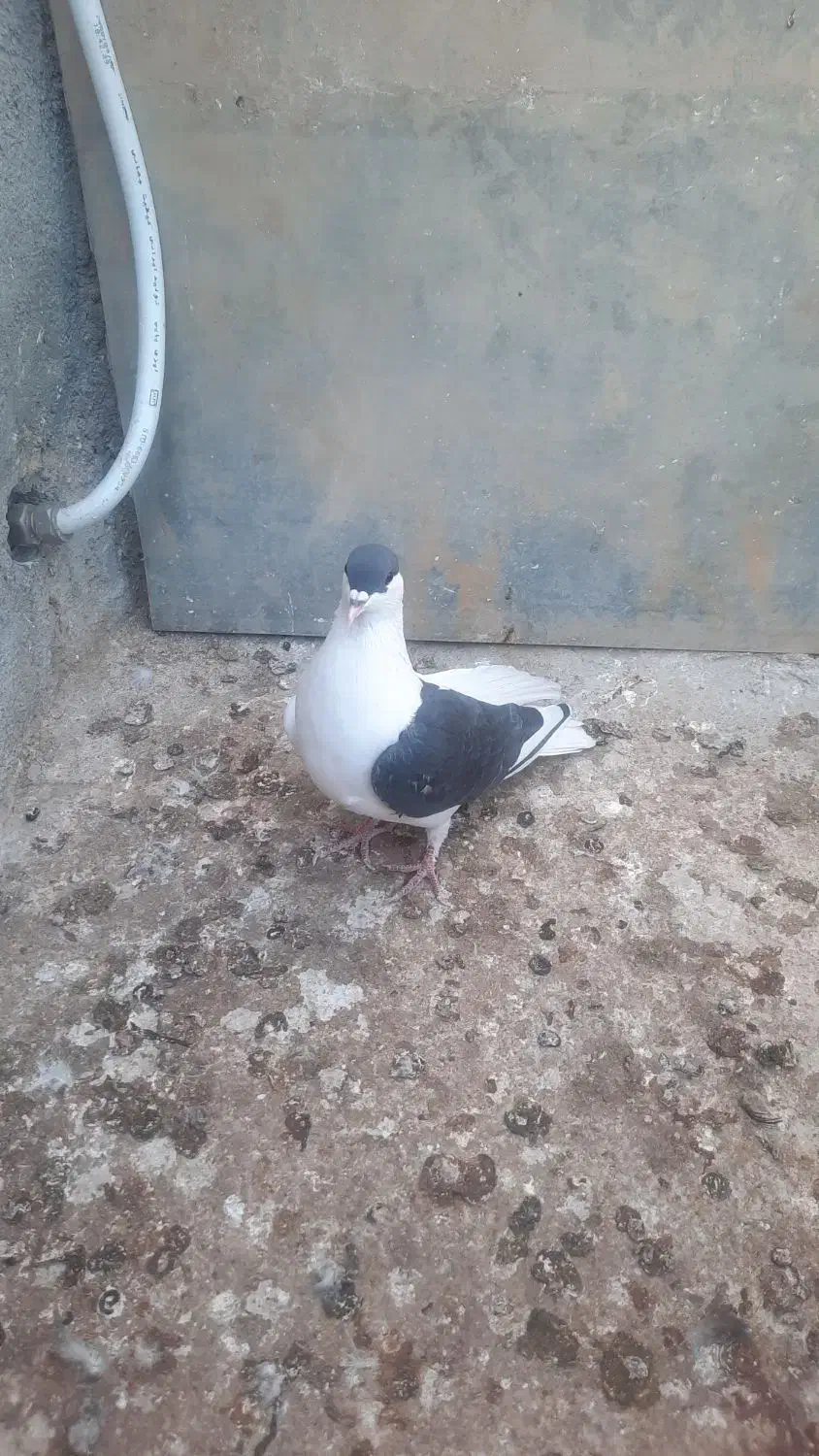 خال چپ و زاغ صید و سینه سیاه|پرنده|مشهد, نیزه|دیوار