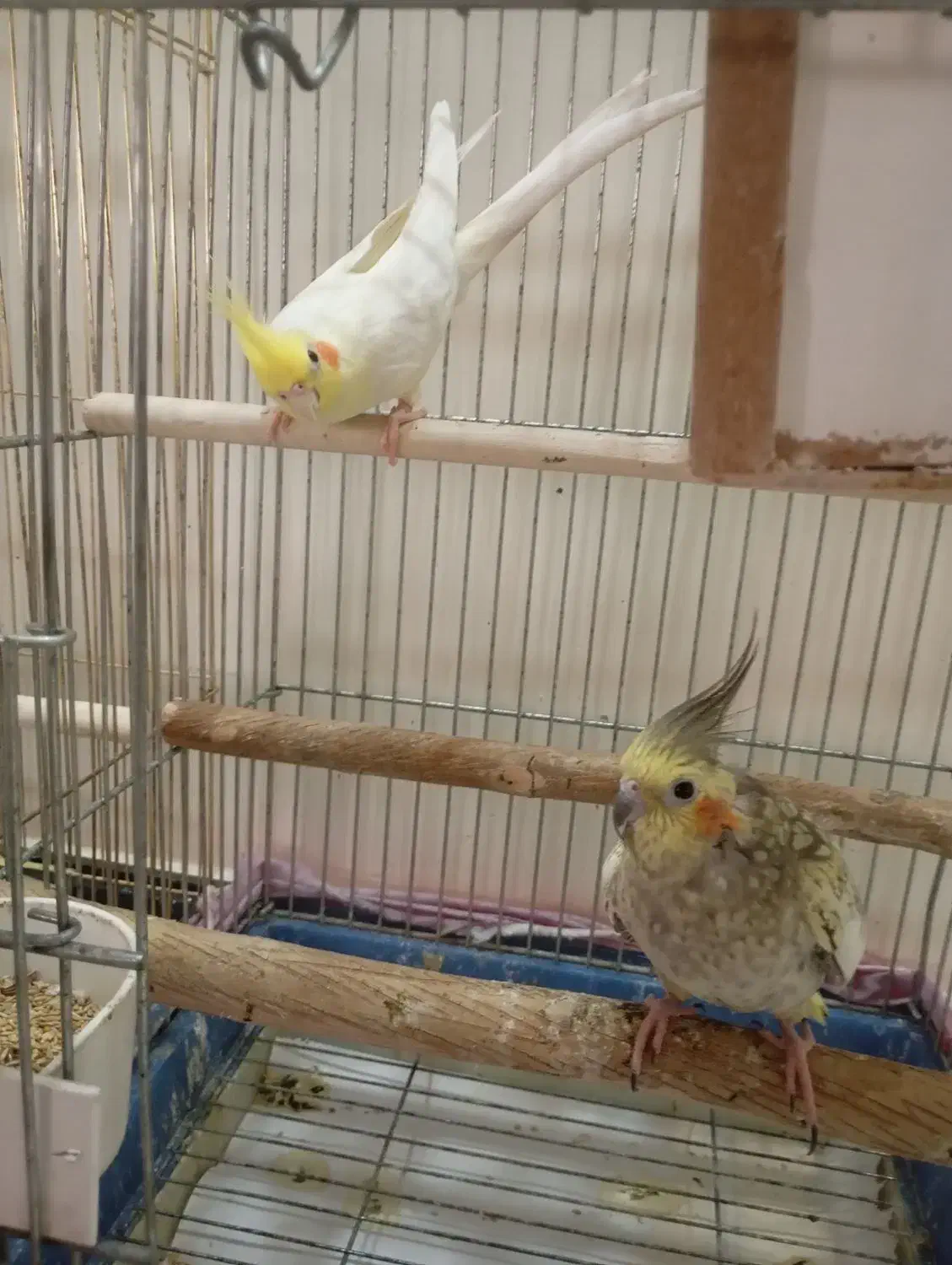 یک جفت عروس هلندی مولد جوجه بده|پرنده|تهران, یافت‌آباد|دیوار