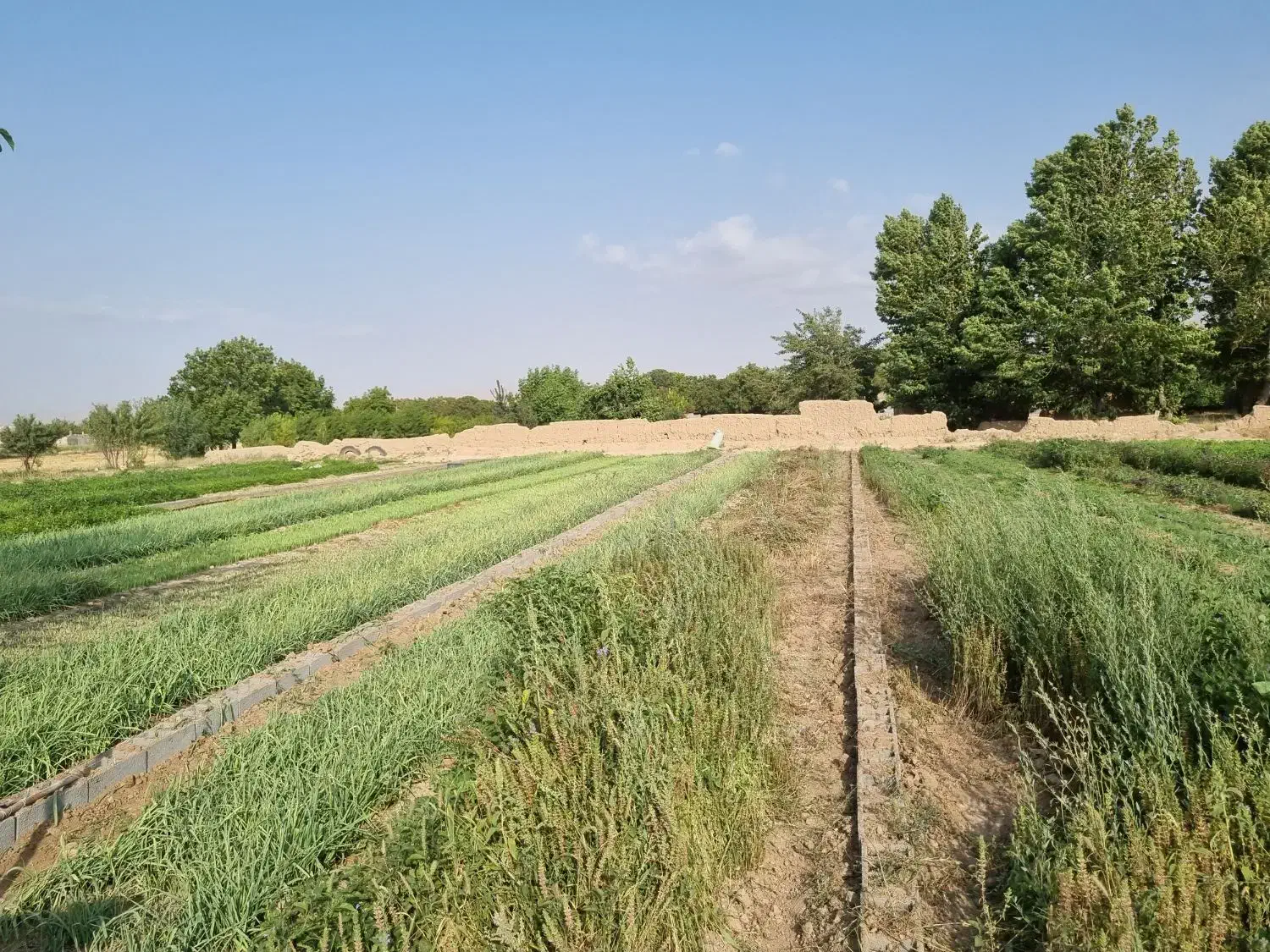 زمین کشاورزی روستای خداقلی مناسب باغ و کارگاه و...|فروش زمین و ملک کلنگی|بجنورد, |دیوار
