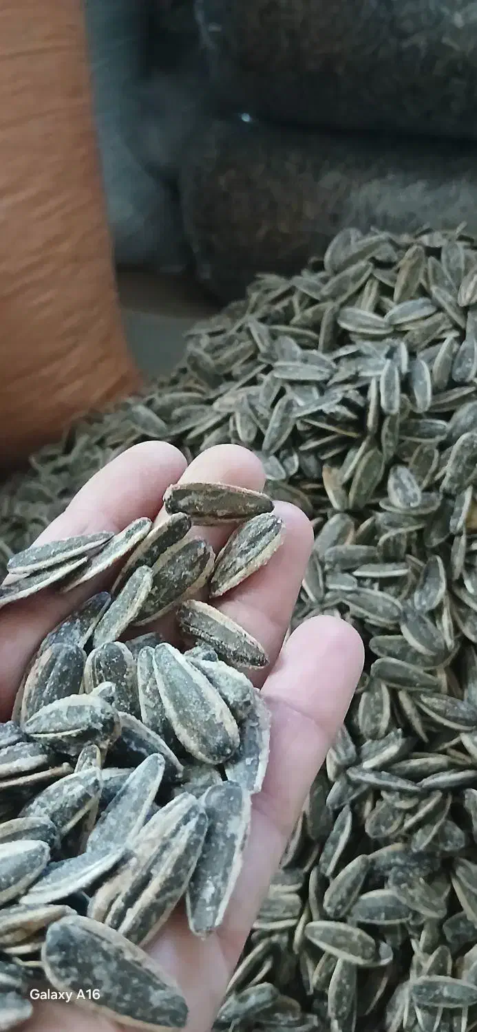 تخمه گل افتاب|خوردنی و آشامیدنی|قم, کلهری|دیوار