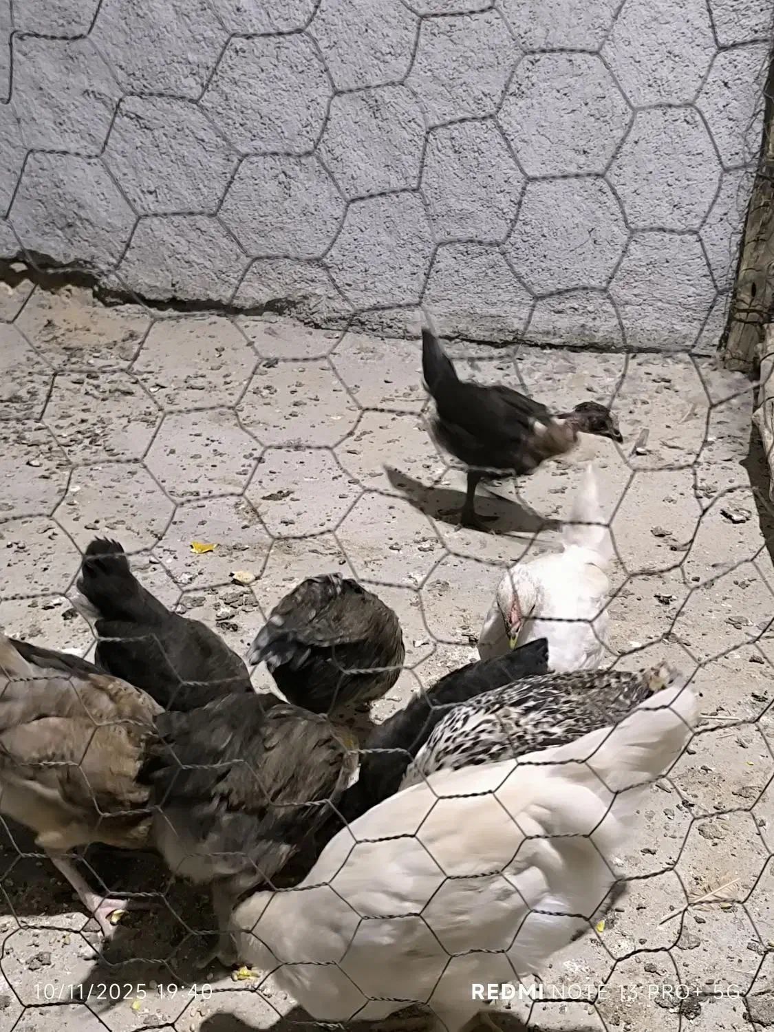 جوجه محلی|حیوانات مزرعه|لیکک, |دیوار