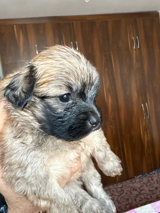 سگ شیتزو|سگ|رشت, منظریه|دیوار