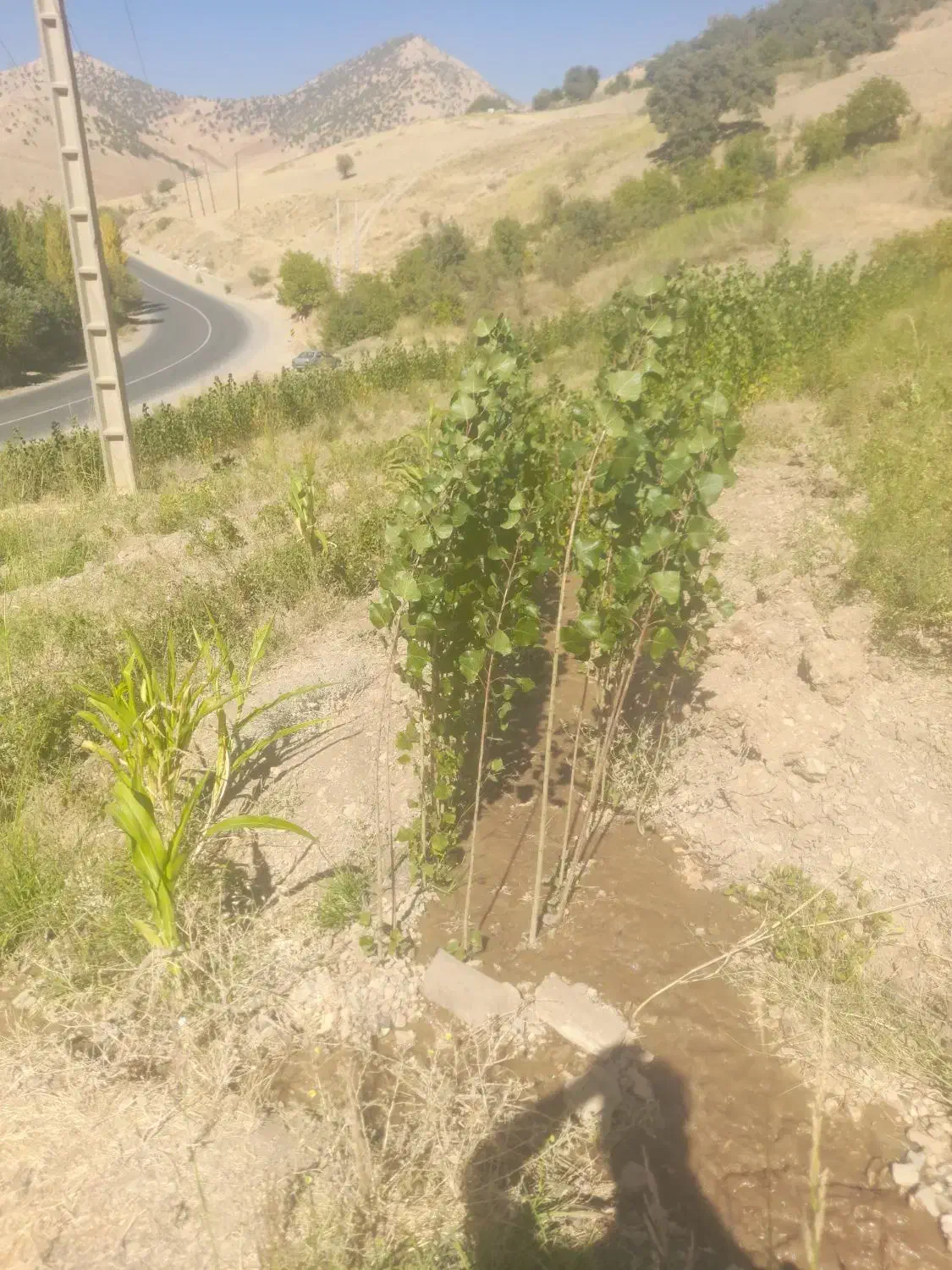 زمین|فروش دفتر صنعتی، کشاورزی، تجاری|زمکان, |دیوار