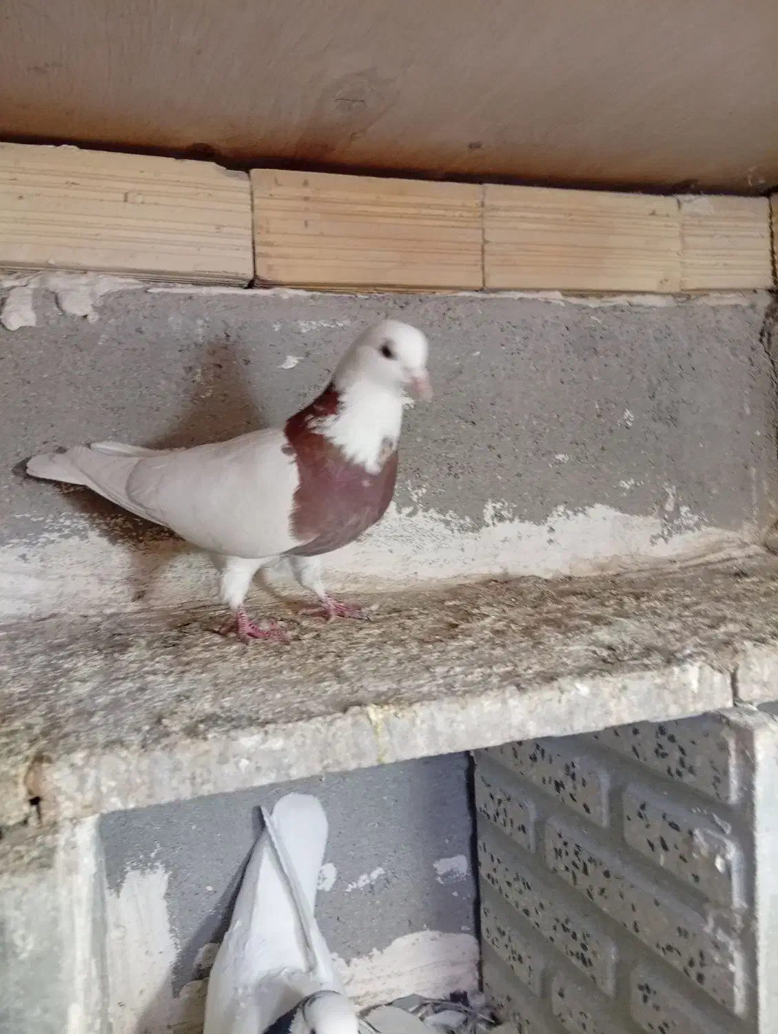 پرنده|پرنده|اردبیل, |دیوار