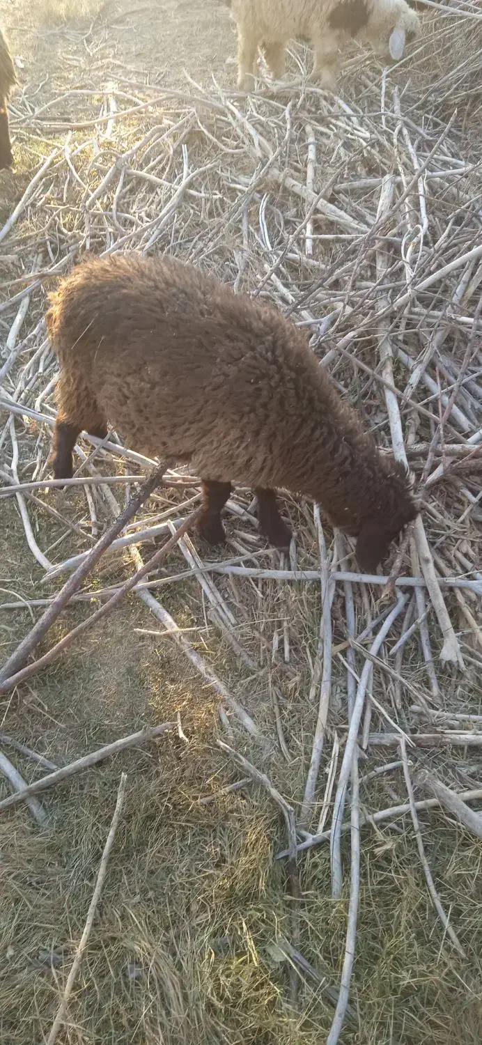 بره ماده|حیوانات مزرعه|وردشت, |دیوار