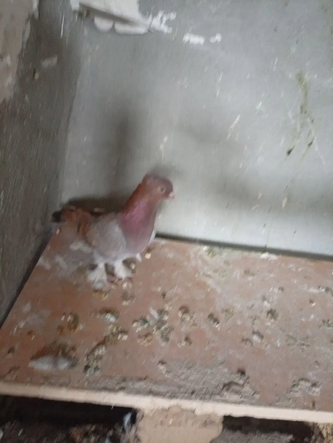 کبوتر|پرنده|مرودشت, دولت آباد|دیوار