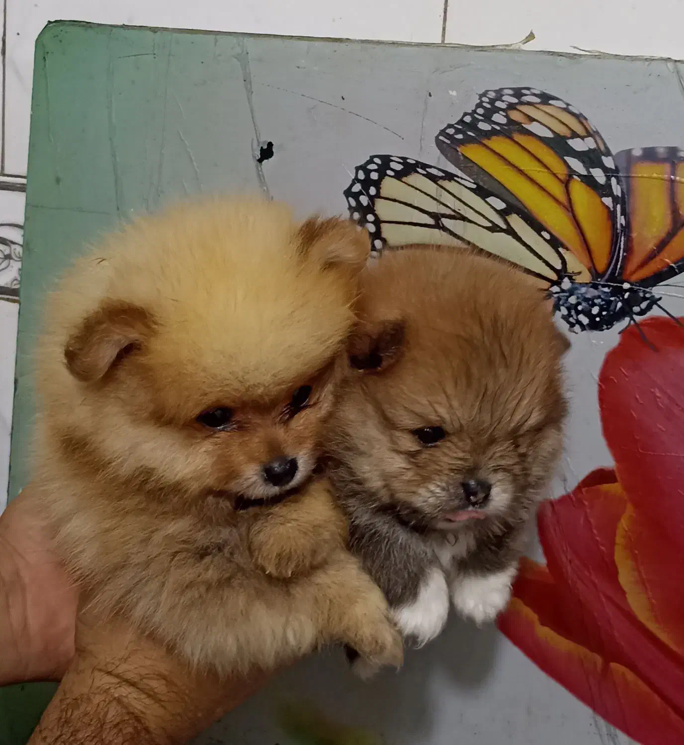 توله پامر خرسی|سگ|مشهد, بهاران|دیوار