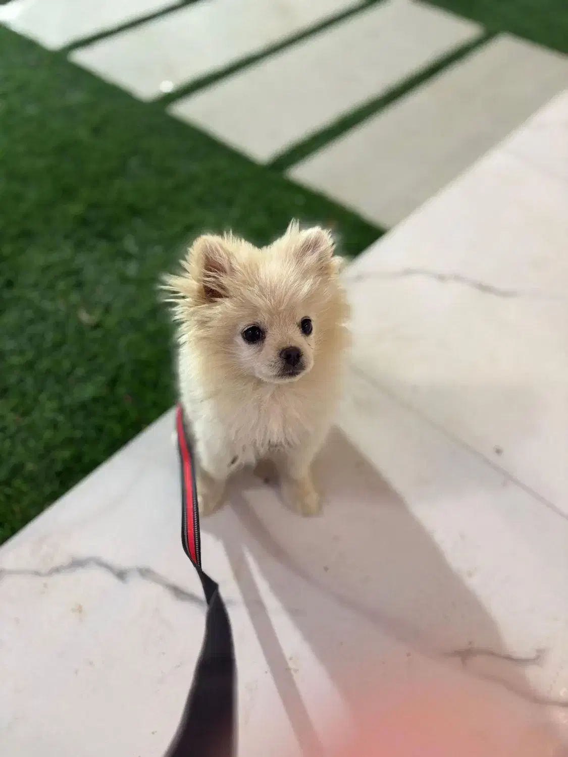 پامرانین روباهی به فروش میرسد|سگ|تربت جام, میان جام|دیوار