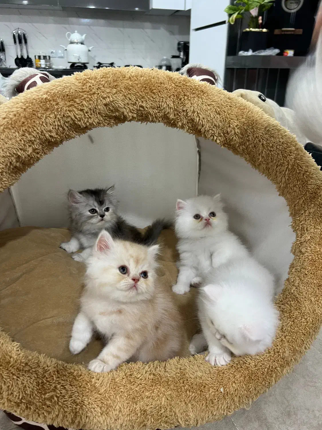 بریتیش لانگ هیر|گربه|رشت, گلسار|دیوار