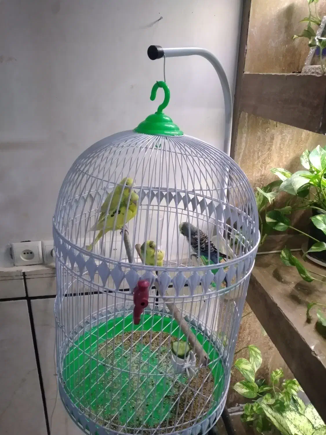 قفس پایه دار|لوازم جانبی حیوانات|مشهد, امیر المومنین|دیوار