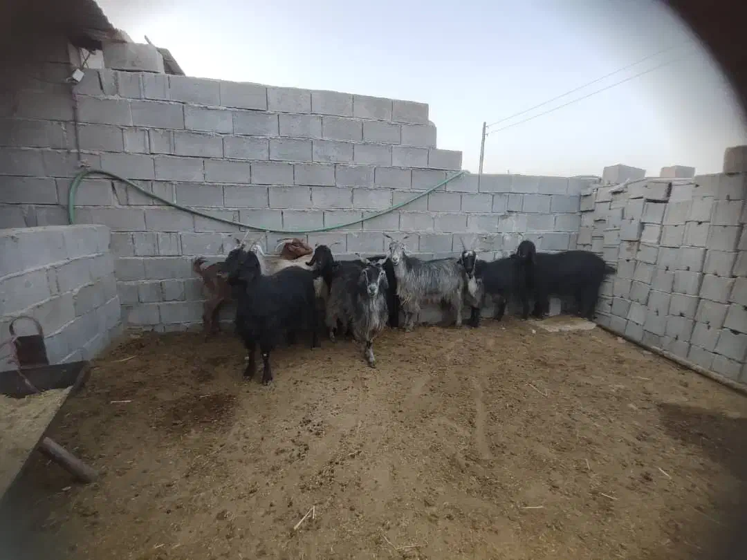 بز.کهره .میش|حیوانات مزرعه|مرودشت, استادیوم‎|دیوار