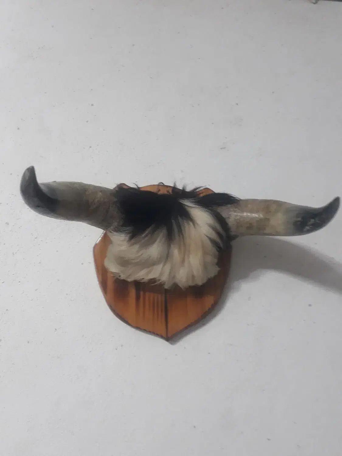 شاخ ورزا|صنایع دستی و سایر لوازم تزئینی|رشت, شهرک صبا|دیوار