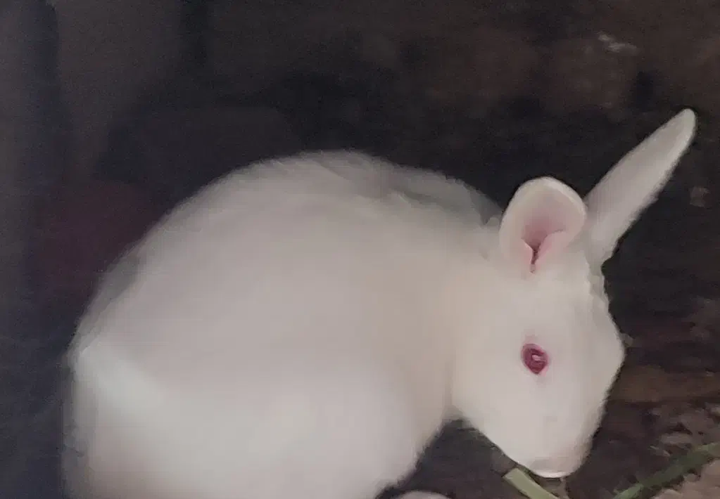 خرگوش بازیگوش وباهوش|موش و خرگوش|بیرجند, |دیوار