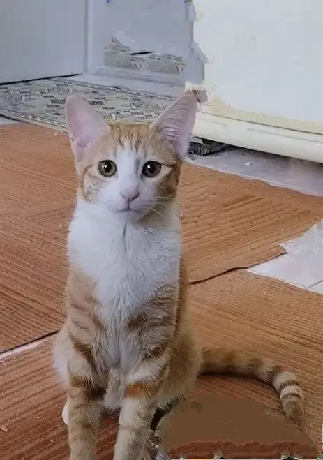 گم شدن گربه|حیوانات|سمنان, |دیوار