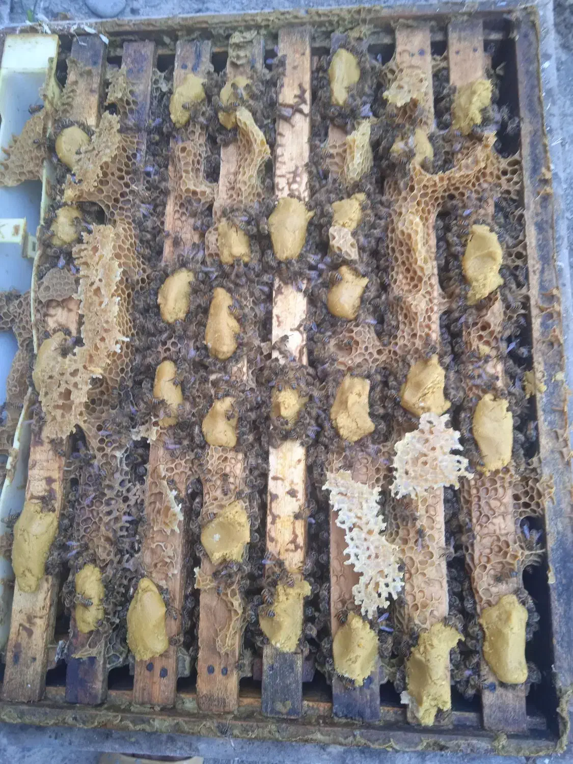 ژل رویال|خوردنی و آشامیدنی|گلمکان, |دیوار