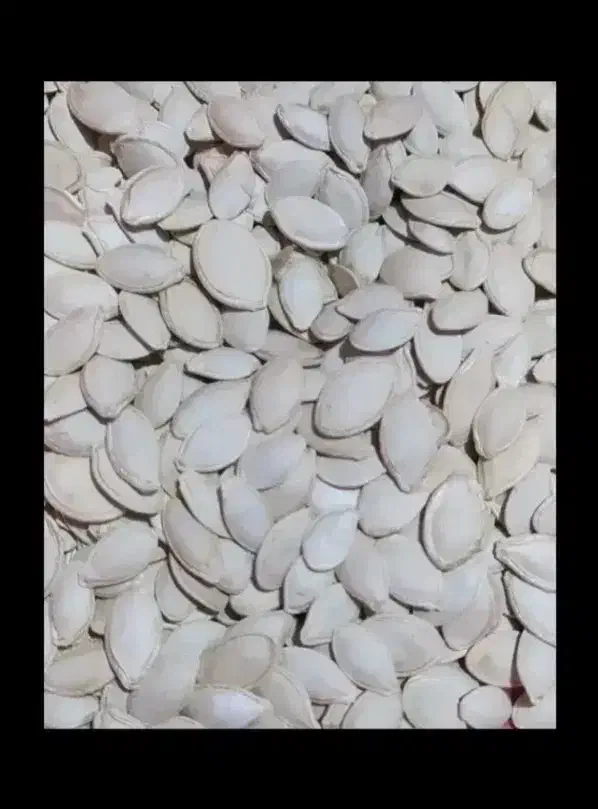 کدو پر و بوجار لیزری شده کیلو۲۹۰|حراج|سنقر, |دیوار