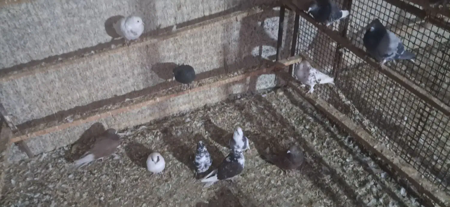 کفتر پرشی|پرنده|قلعه نو, |دیوار