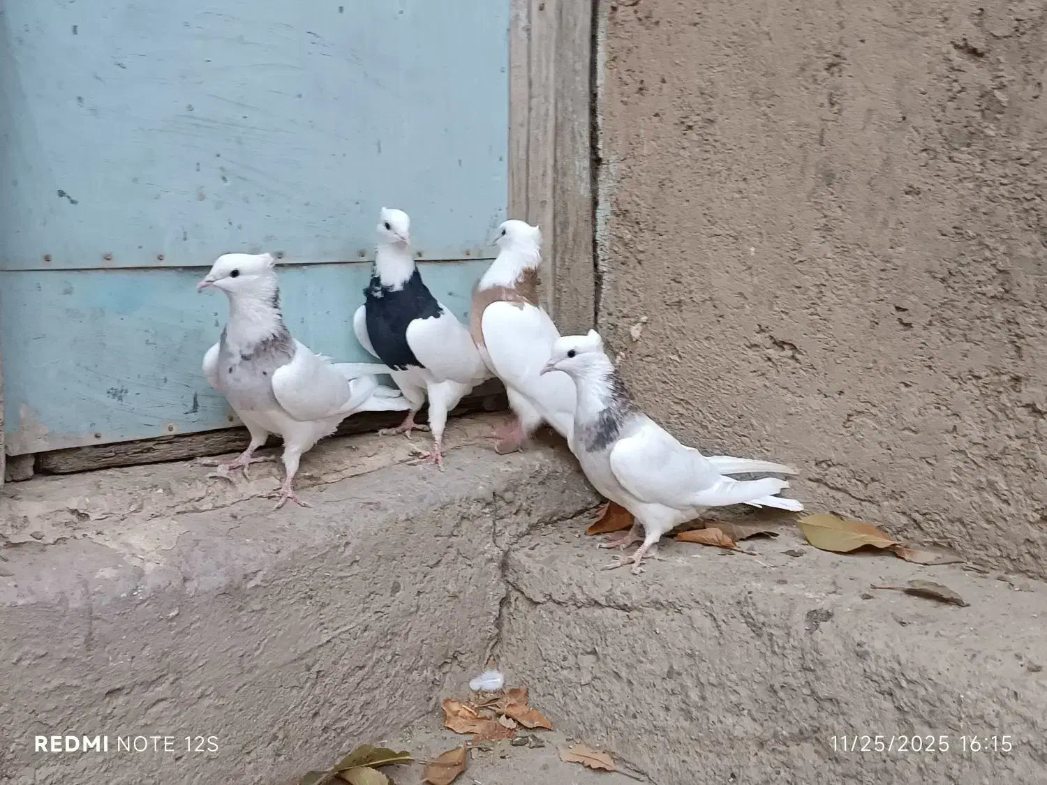 کبوتر طوقی|پرنده|سنقر, |دیوار