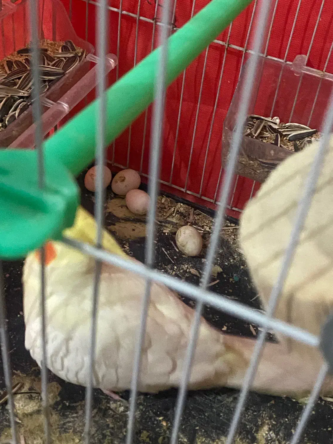 عروس هلندی لوتینو|پرنده|مشهد, تلگرد|دیوار