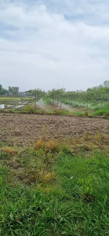 فروش زمین/۸۰۰۰متر/مناسب باغ کیوی و سوله/کانرود|فروش زمین و ملک کلنگی|آستارا, |دیوار