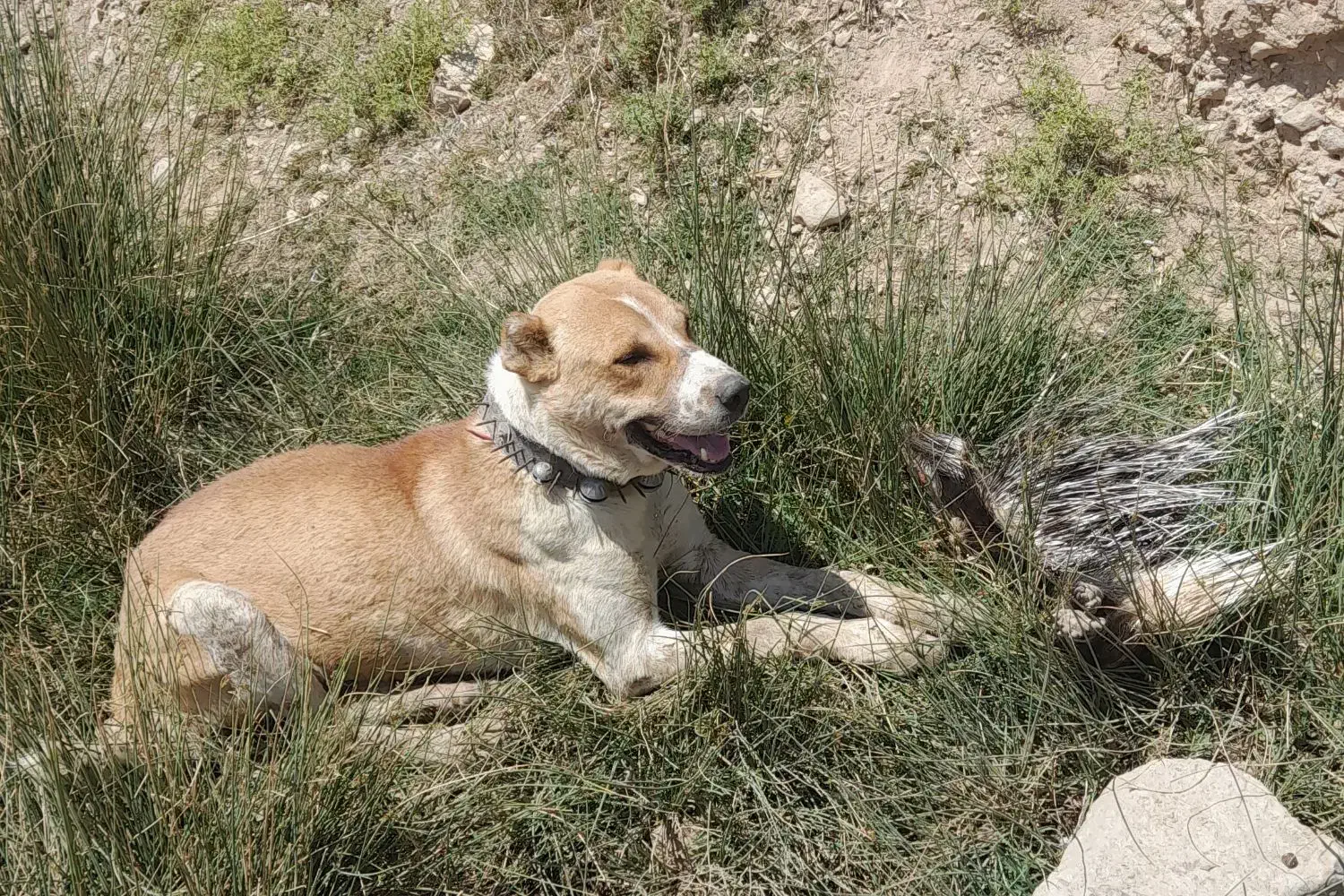 سگ گمشده|حیوانات|شیروان (خراسان), |دیوار