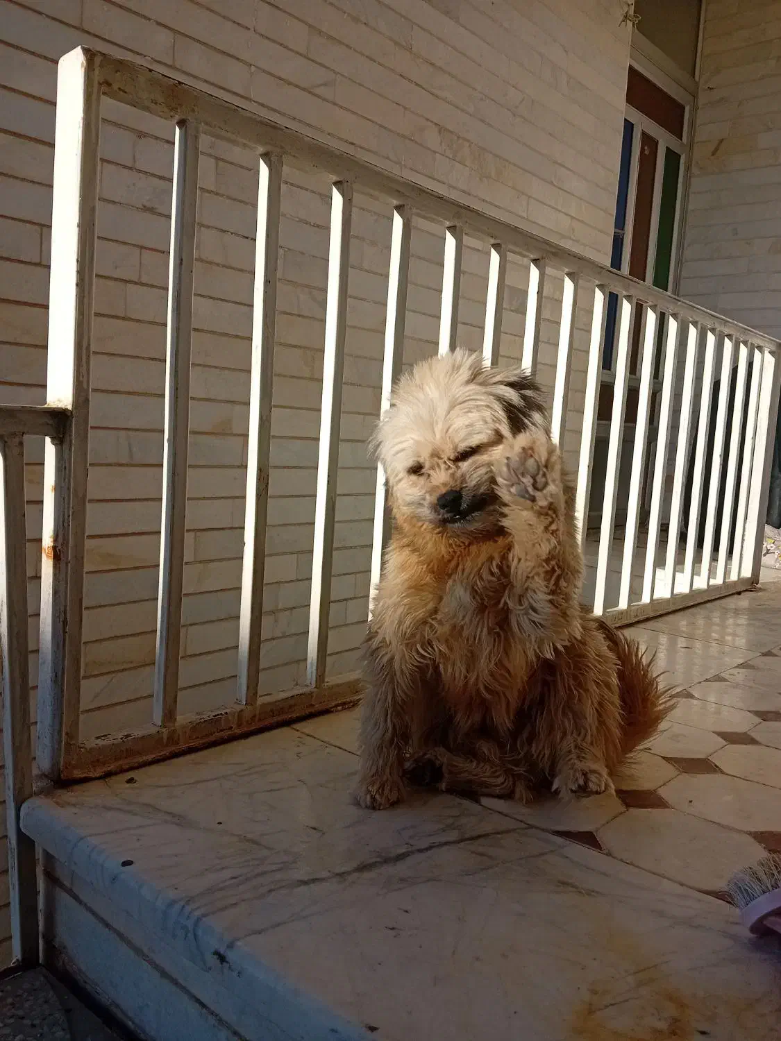 واگذاری پت|سگ|شاهرود, |دیوار