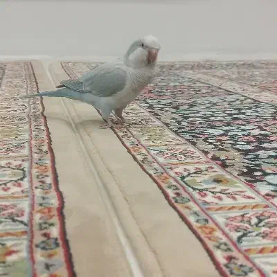 طوطی راهب و گرینچیک|پرنده|رباطکریم, رباطکریم|دیوار