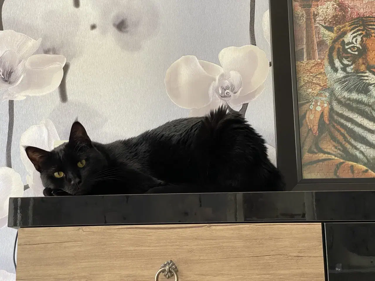 واگذاری گربه خونگی|گربه|بیرجند, |دیوار