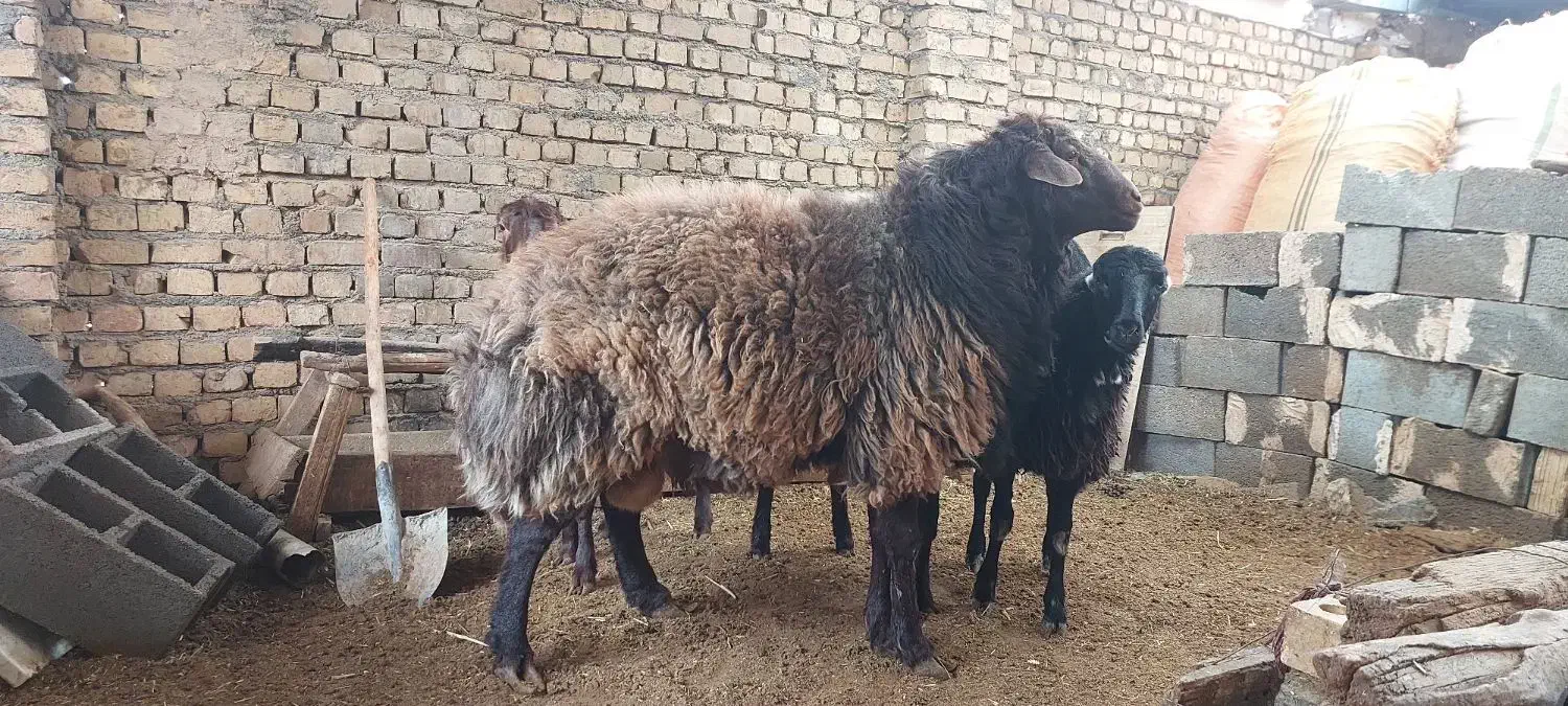 قوچ دو ساله هترو و بره ماده|حیوانات مزرعه|ملک‌آباد, |دیوار