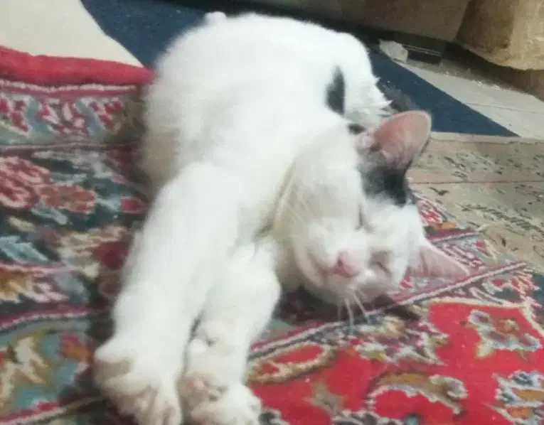 «مژدگانی،»گمشده|حیوانات|کرج, بنیاد|دیوار