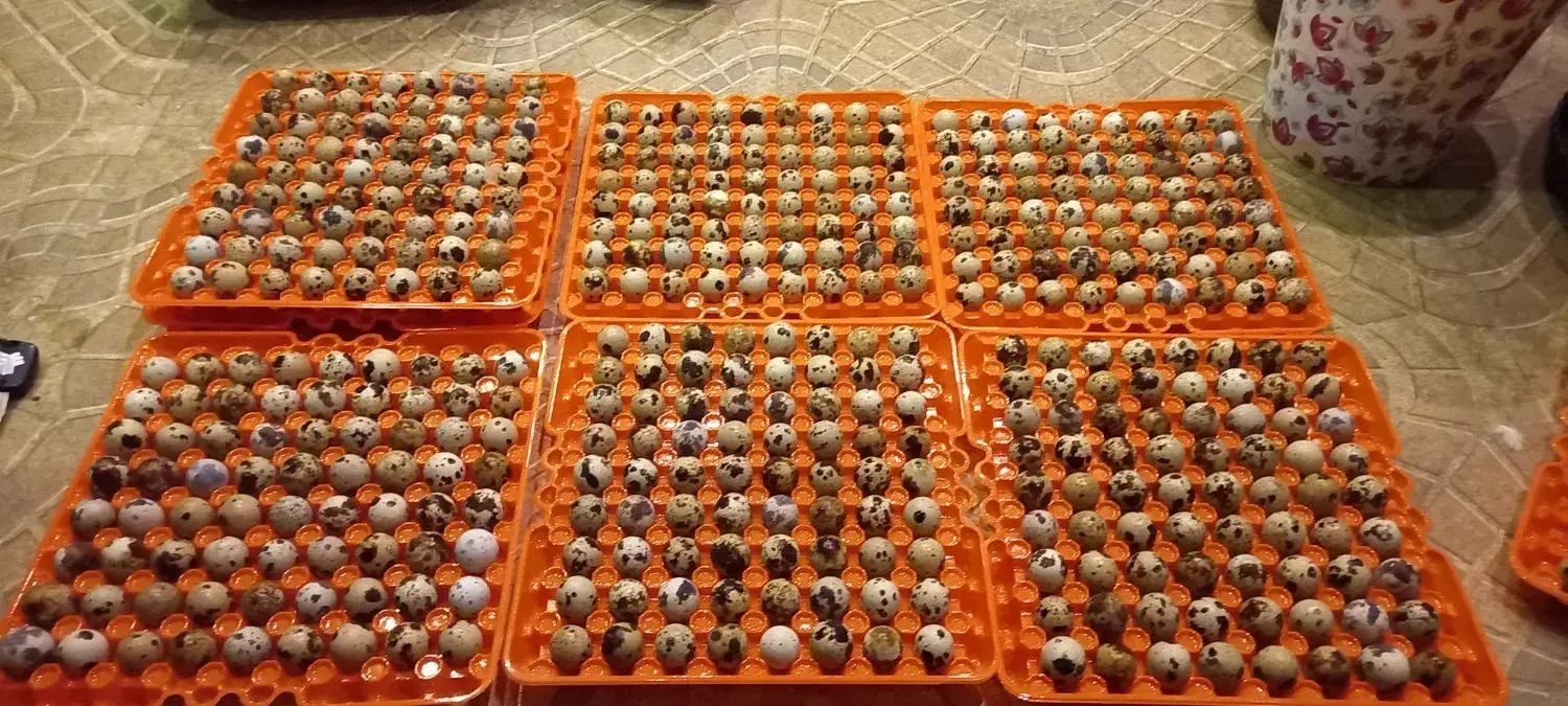 تخم نطفه دار بلدرچین|حیوانات مزرعه|خمام, |دیوار