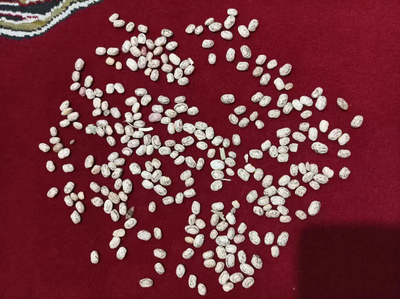 لوبیا چیتی برداشت امسال|خوردنی و آشامیدنی|زرندیه, |دیوار