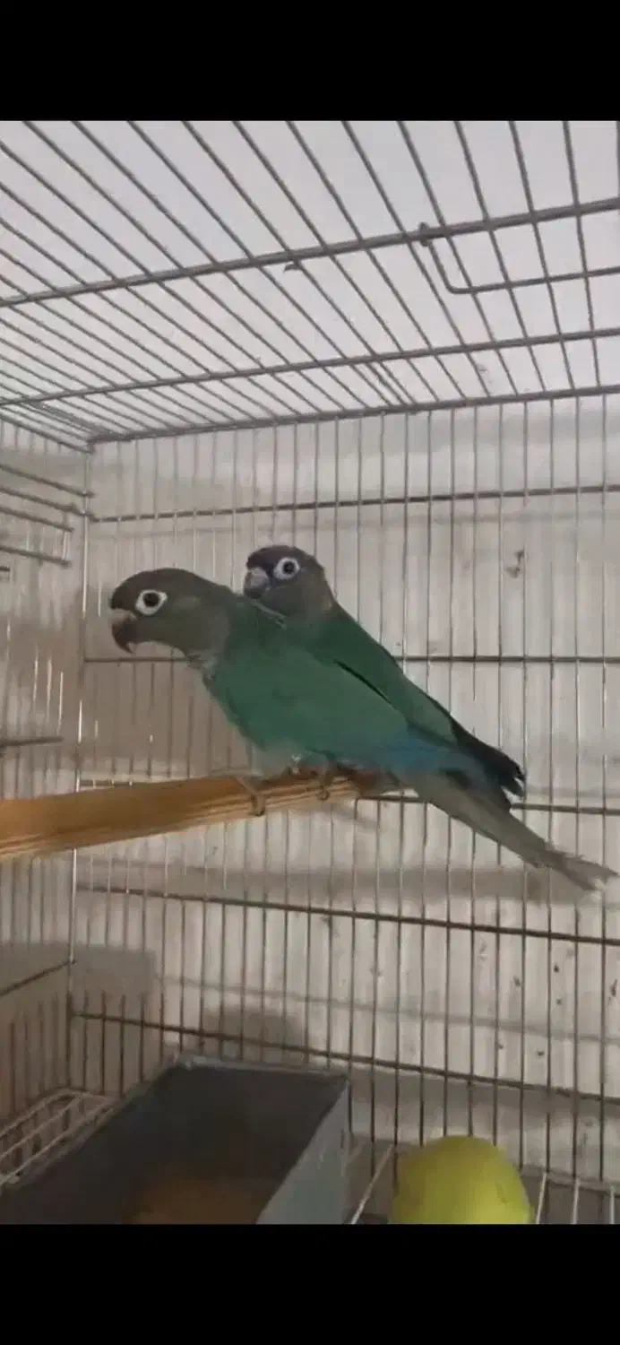 یک جفت تراکوییس نرمال در حد|پرنده|بندرعباس, |دیوار