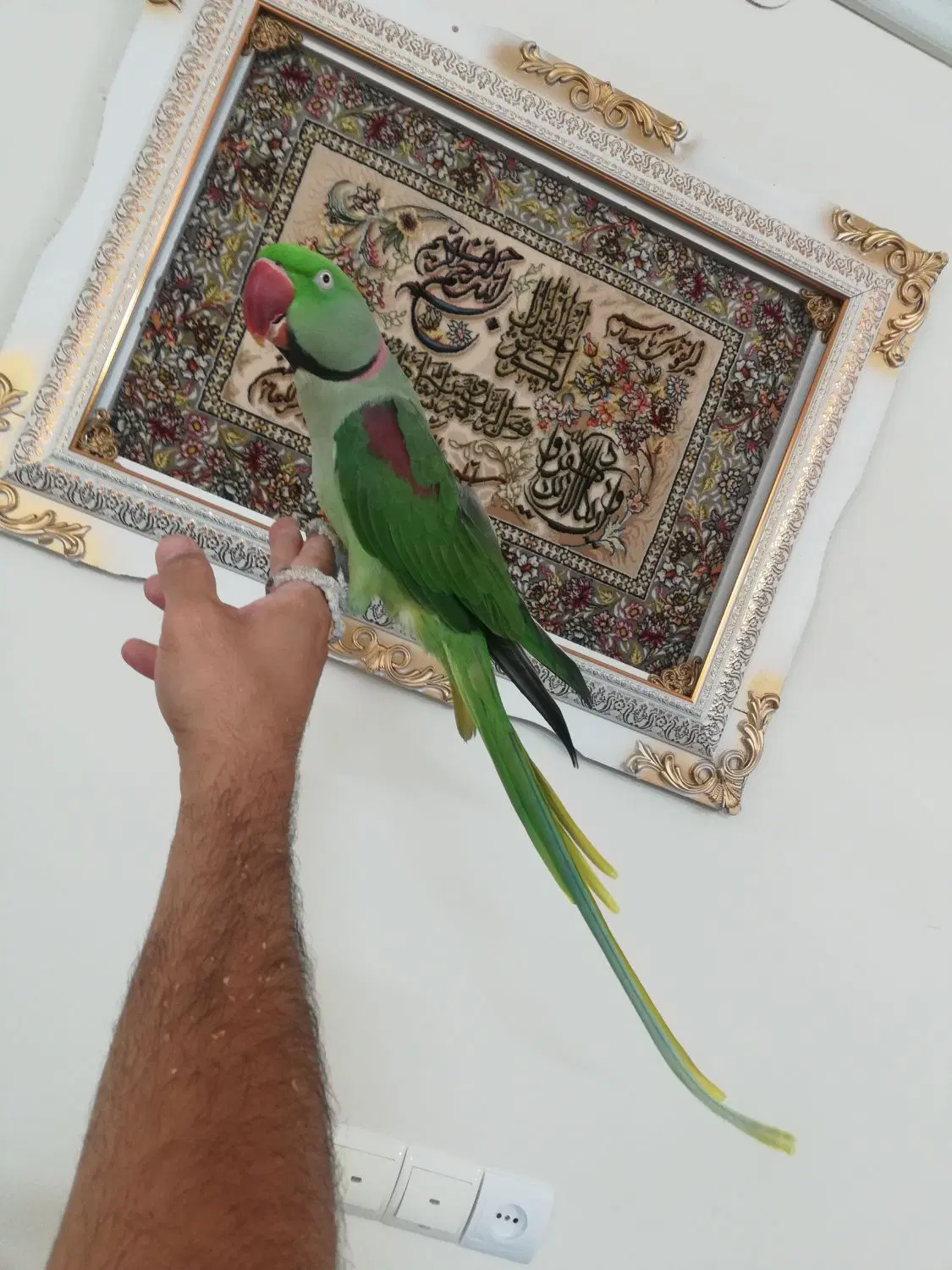 شاه طوطی نر فول رام سخنگو|پرنده|تهران, ترمینال جنوب|دیوار
