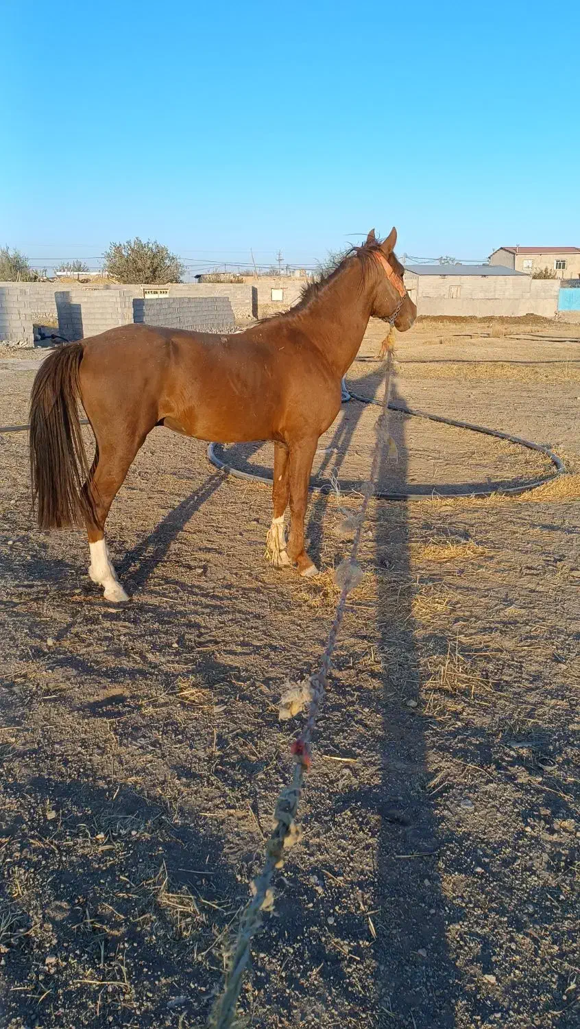 اسب|اسب و تجهیزات اسبسواری|رزن, |دیوار