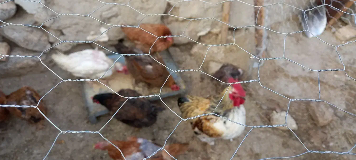 مرغ و خروس محلی|حیوانات مزرعه|صحنه, |دیوار