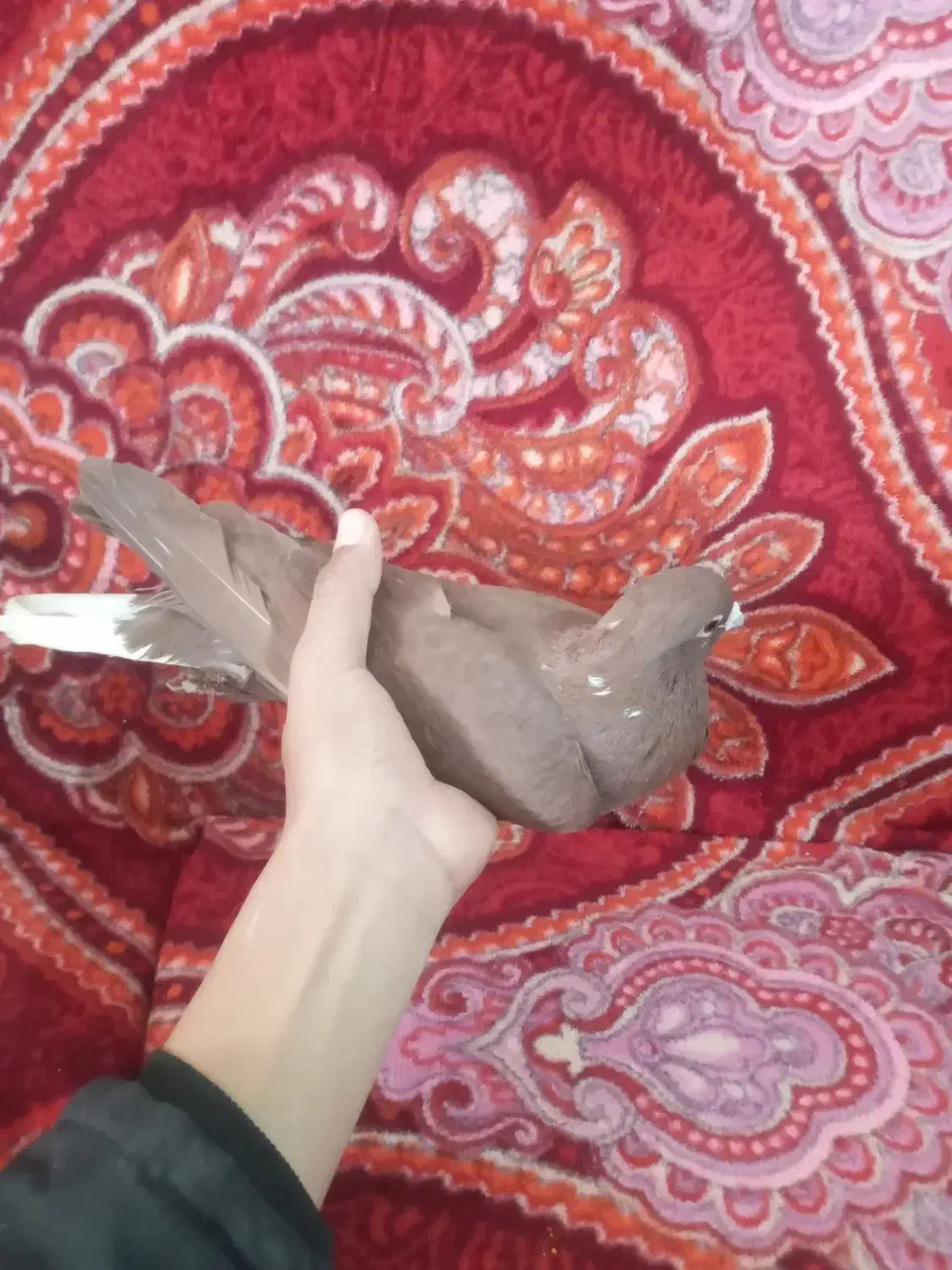 کبوتر|خزنده|زرند, |دیوار